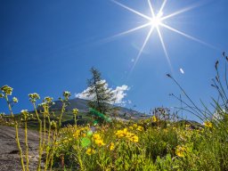 Grossglocknergebiet - Blumen